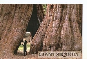 Postal 040797 : Giant Sequoia. Sierra Nevada Mountains California