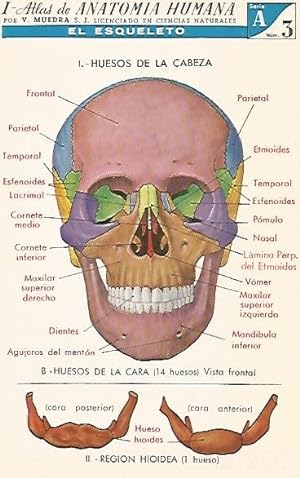 LAMINA 2149: El esqueleto. Huesos de la cara. Serie A numero 3