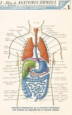 LAMINA 2139: Aparato digestivo: Los organos en la cavidad general. Serie C numero 1
