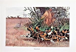 Antique Chromolithograph. African Wild Hyena Dogs