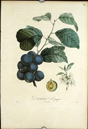 Damas D'Espagne. (Color stipple engraving from "Traite des Arbres Fruitiers").
