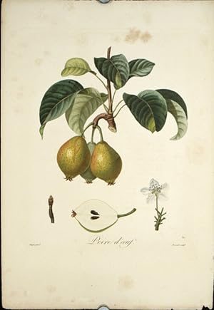Poire d'oeuf. (Color stipple engraving from "Traite des Arbres Fruitiers").