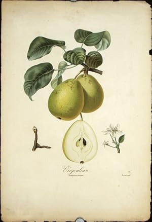 Virgouleuse. (Color stipple engraving from "Traite des Arbres Fruitiers").