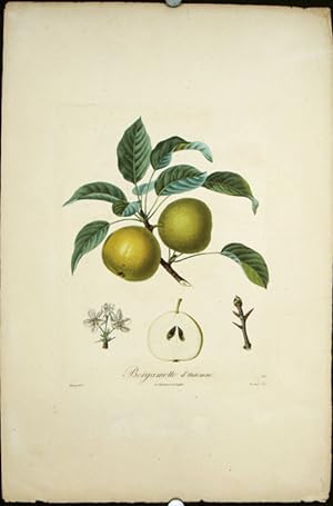 Bergamotte d'Automne. (Color stipple engraving from "Traite des Arbres Fruitiers").