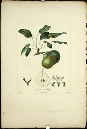 Poire de Naples. (Color stipple engraving from "Traite des Arbres Fruitiers").