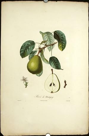 Bezi de Montigny. (Color stipple engraving from "Traite des Arbres Fruitiers").