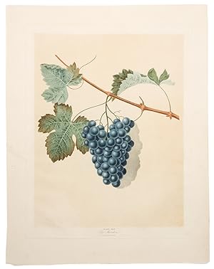 [Grapes] Blue Muscadine Grape