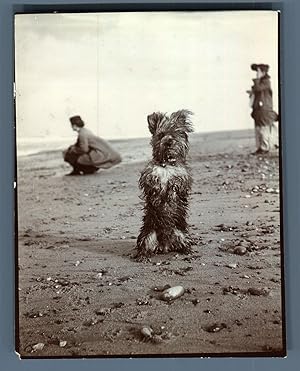 UK, Bacton, Dog posing