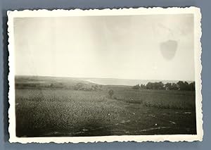 China, Corn fields