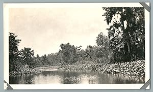 Percy B. Pope, USA, Grand Bayou, Louisiana, Water Hyacinths