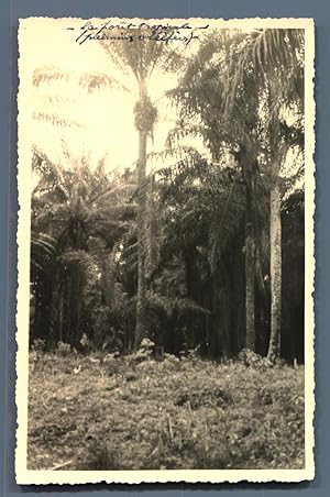 Côte d'Iivoire, Forêt tropicale, palmiers oléifères