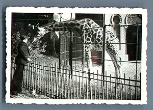 Galdin, France, Marseille, La girafe du Zoo