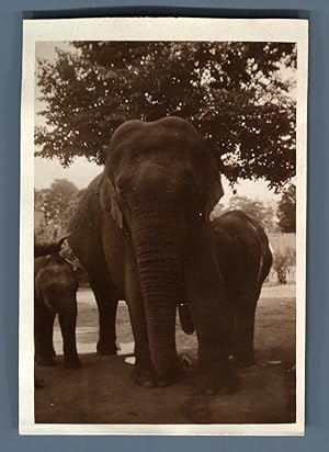 Deutschland, Hamburg, Stellingen Zoo, Elefanten