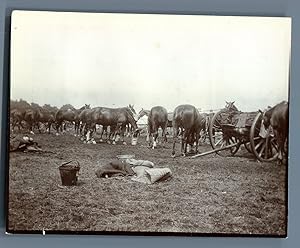 UK, Wingerworth Camp (Chesterfield), The Horses