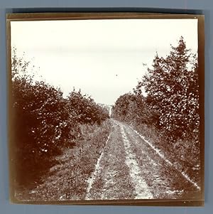 USA, Road through an orchard