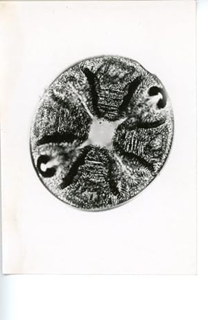Diatomée Auliscus Hardmannianus