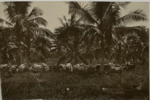 Malaisie, herd of buffalo