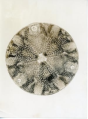 Diatomée Glurioptyéhus Callidus