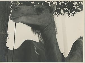 Zoo de Vincennes, 1937