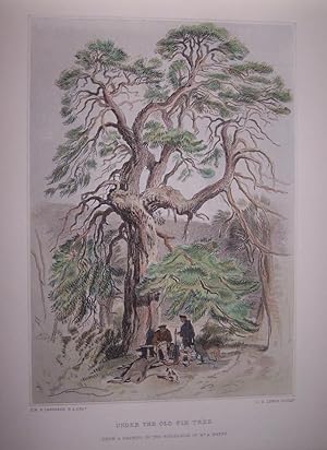 Under the Old Fir Tree [ Hand-colored steel engraving ]