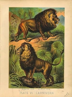 Original Antique 1880 Chromolithograph AFRICAN LION [vi] by Artist Unknown