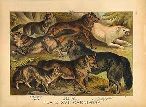 Original Antique 1880 Chromolithograph COYOTE, JACKAL, WOLVES [xvii] by Artist Unknown