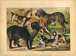 Original Antique 1880 Chromolithograph DOGS - Fox Hound St. Bernard, Pointer, Blood Hound King Ch...
