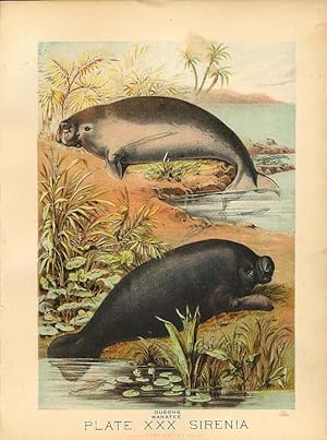 Original Antique 1880 Chromolithograph DUGONG MANATEE [xxx] by Artist Unknown