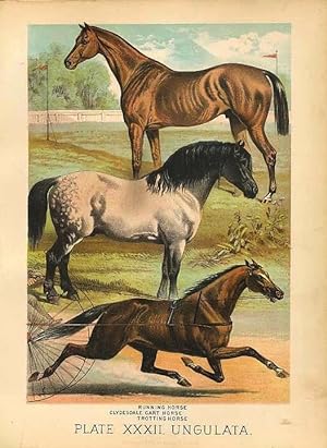 Original Antique 1880 Chromolithograph RUNNING HORSE, CLYDESDALE, TROTTING HORSE [xxxii] by Artis...