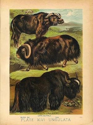 Original Antique 1880 Chromolithograph CAPE BUFFALO YAK MUSK OX [xlvi]