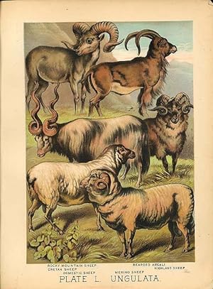 Original Antique 1880 Chromolithograph ROCKY MOUNTAIN SHEEP ARGALI MERINO HIGHLAND SHEEP [l] by A...