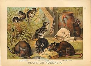 Original Antique 1880 Chromolithograph HARVEST MICE WATER RAT BARBARY MOUSE [liii] by Artist Unknown