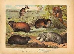 Original Antique 1880 Chromolithograph JERBOA HAMSTER DORMOUSE LEMMING POUCHED RAT MOLE RAT [liv]...