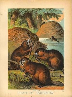 Original Antique 1880 Chromolithograph BEAVERS [lv] by Artist Unknown
