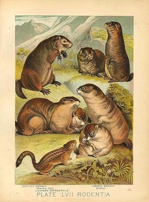 Original Antique 1880 Chromolithograph POUCHED MARMOT PRAIRIE DOG BABAC GROUND SQUIRREL [lvii] by...