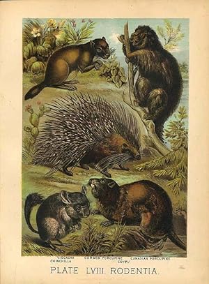 Original Antique 1880 Chromolithograph CHINCHILLA PORCUPINE VISCACHA COYPU [lviii] by Artist Unknown