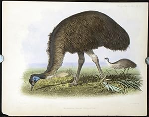 Dromaeus Novae Hollandiae. (Emu)