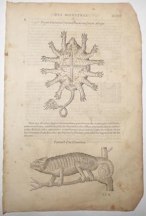 16th-century leaf with two illustrations, one of a chameleon and one of a turtle-like African bea...