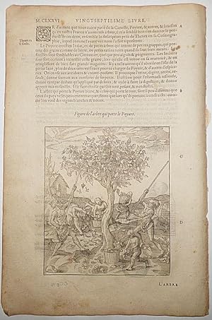 16th-century leaf with two illustrations, one showing the harvesting of white pepper and the othe...