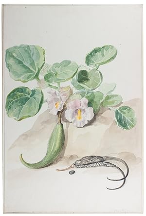 [Proboscidea louisianica].[Netherlands, 2nd half of the 18th-century]. Watercolour on laid paper ...