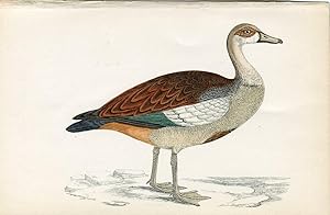 Pájaro. Egyptian Goose. Morris 1851