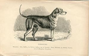 Perros. Foxhound. Grabado. 1890