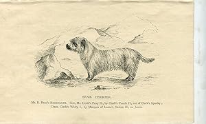 Perros. Skye Terrier. Grabado. 1890