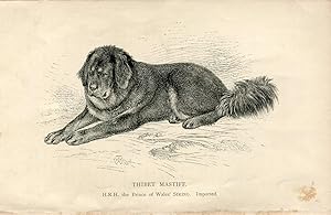 Perros. Thibet Mastiff. Grabado 1890