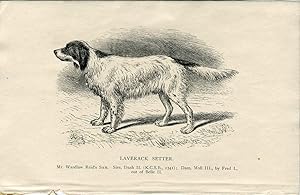 Perros. Laverack Setter. Grabado 1890