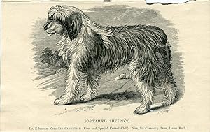 Perros. Bob-Tailed Sheepdog. Grabado 1890.