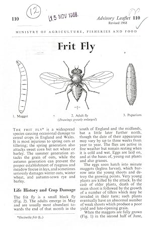 Frit Fly. Advisory Leaflet No. 110.