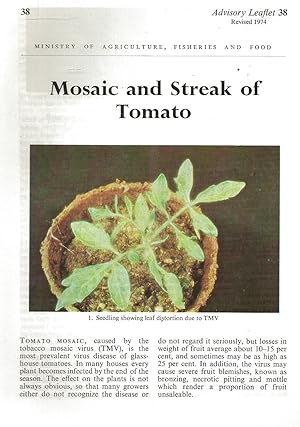 Mosaic and Streak of Tomato. Advisory Leaflet No. 38.