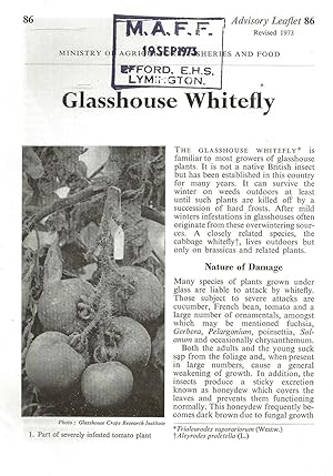 Glasshouse Whitefly. Advisory Leaflet No. 86.