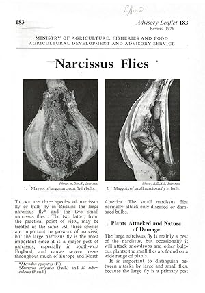 Narcissus Flies. Advisory Leaflet No. 183.